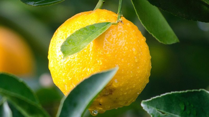 CDMO定制研发：助力企业加速新药研发进程